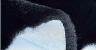 Black Faux Rabbit Fur Rug: Soft Plush Area Rug
